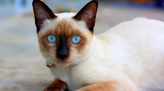 Thai cat (foto): companion credincios cu culori minunate și ochi albaștri